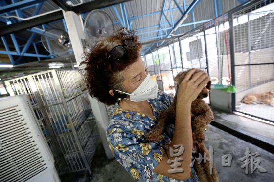 助养残障毛孩计划，帮助它们可以生活无忧