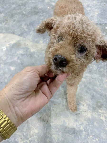 助养残障毛孩计划，帮助它们可以生活无忧