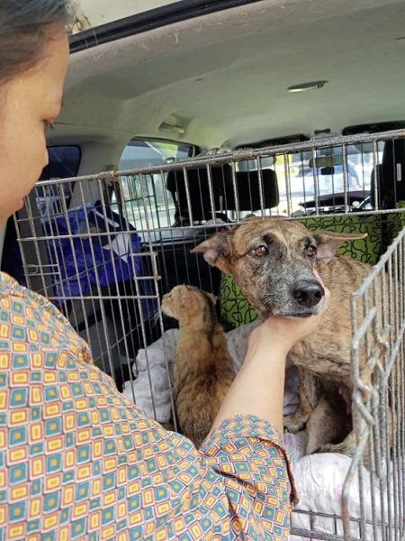 助养残障毛孩计划，帮助它们可以生活无忧