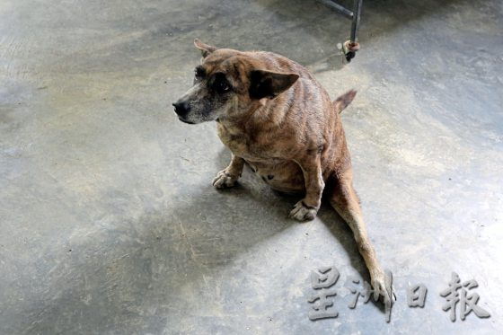 助养残障毛孩计划，帮助它们可以生活无忧