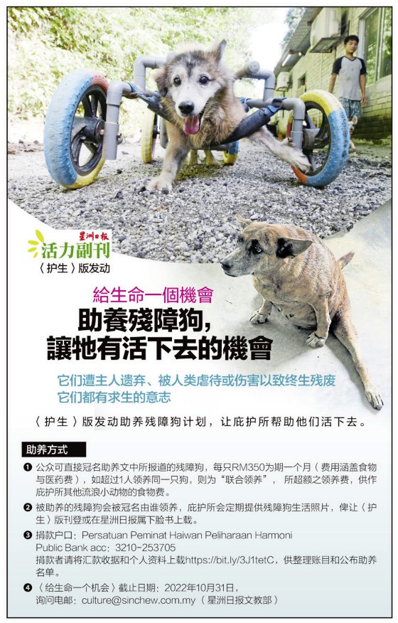 助养残障毛孩计划，帮助它们可以生活无忧