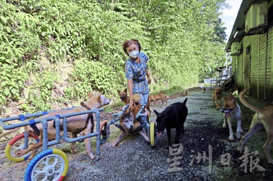 助养残障毛孩计划，帮助它们可以生活无忧