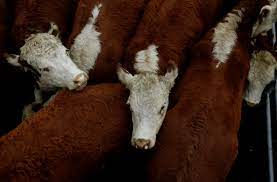 印尼爆发口足疫 纽澳收紧边境生物安全措施