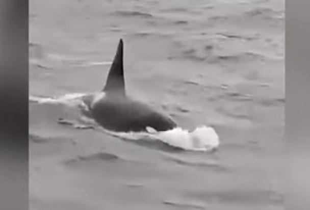 拚盘/北部塞纳河死亡杀人鲸 解剖发现头颅有子弹