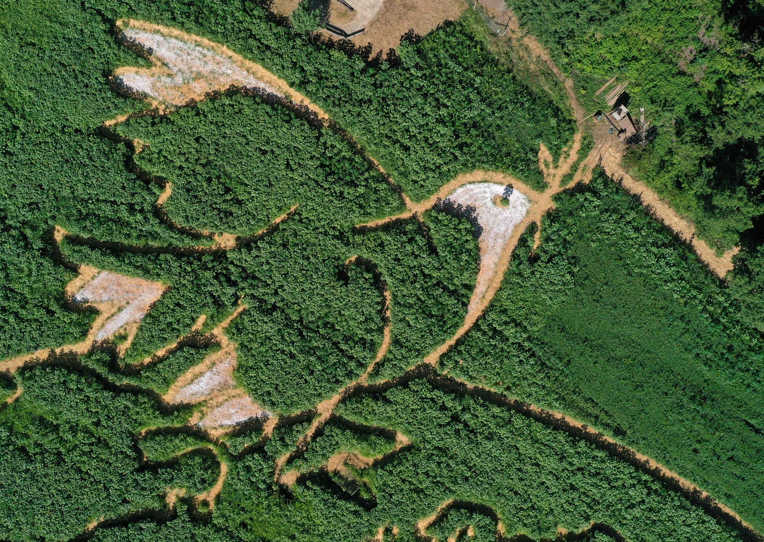 拼盘 未签 德国农民将毕加索作品造成植物迷宫