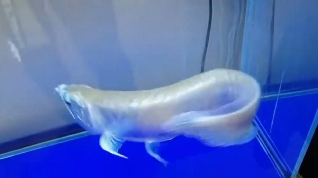 拼盘/20万“银龙鱼”暴毙!饲主忍痛清蒸 含泪吃下肚大赞:好嫩