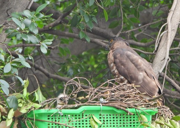 拼盘/修树误毁鸟巢 市府民间用菜篮制新居