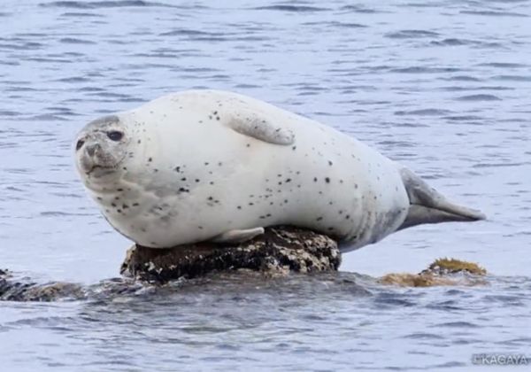 拼盘/胖海豹躺小岩石爽做日光浴 退潮睁眼一脸懵:这是哪