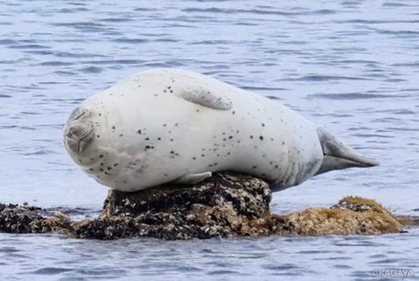 拼盘/胖海豹躺小岩石爽做日光浴 退潮睁眼一脸懵:这是哪