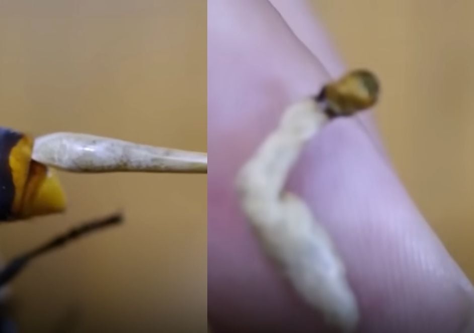 拼盘/虎头蜂行为怪异! 他动手术从屁股抽出2只白肥寄生虫