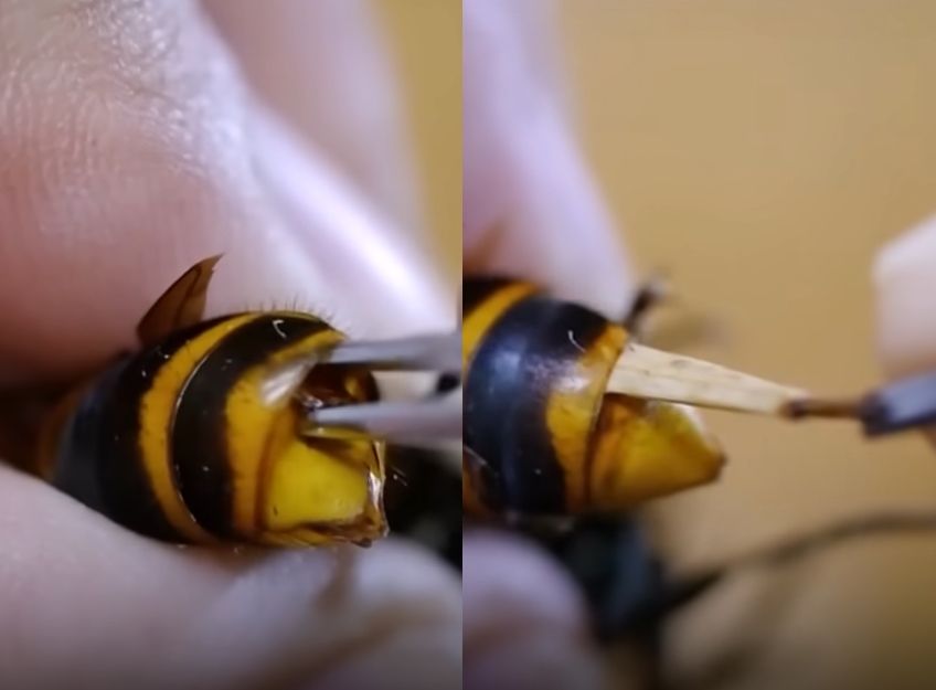 拼盘/虎头蜂行为怪异! 他动手术从屁股抽出2只白肥寄生虫