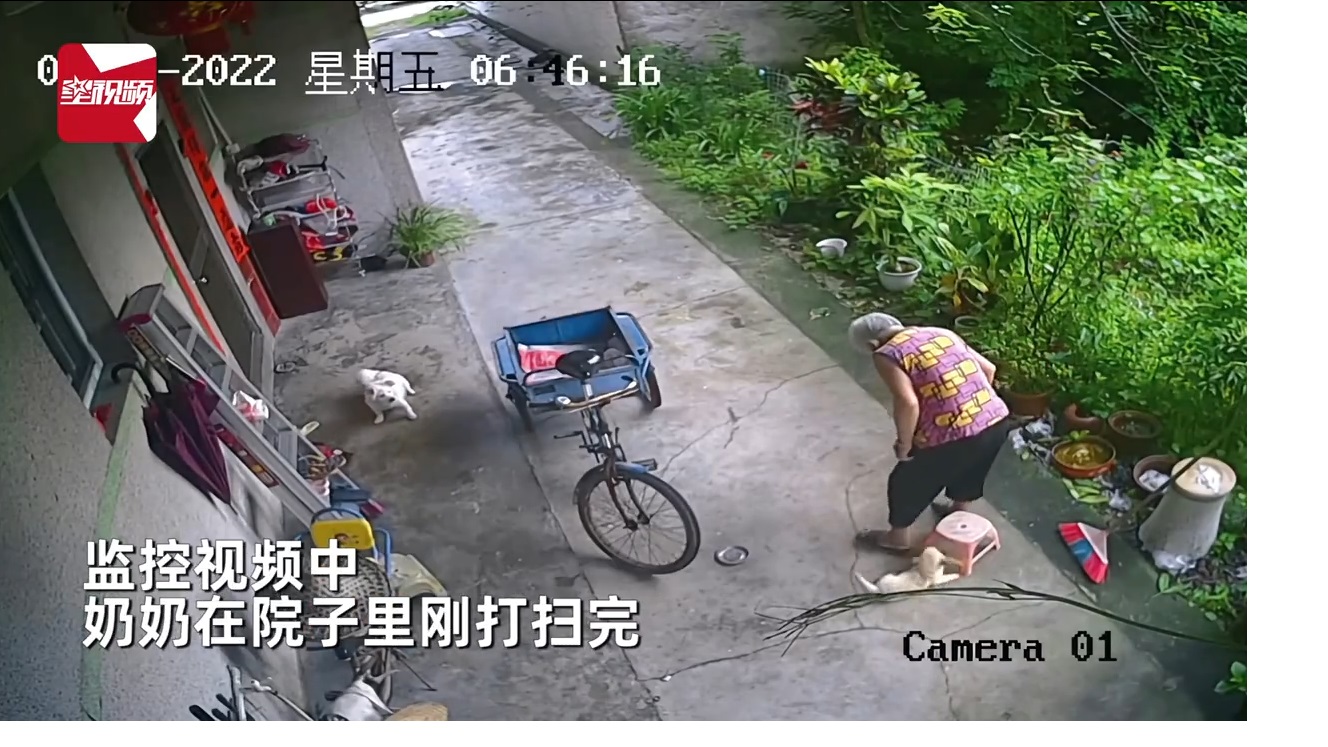 拼盘/贴心小奶狗 奶奶扫完地 忙推凳子“伺候”