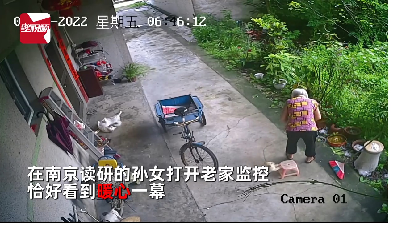 拼盘/贴心小奶狗 奶奶扫完地 忙推凳子“伺候”