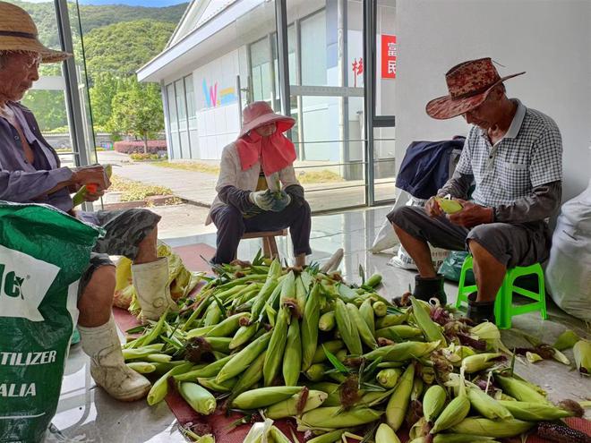 旅游公司实习却天天剥玉米 女大学生:“看到玉米就绝望”