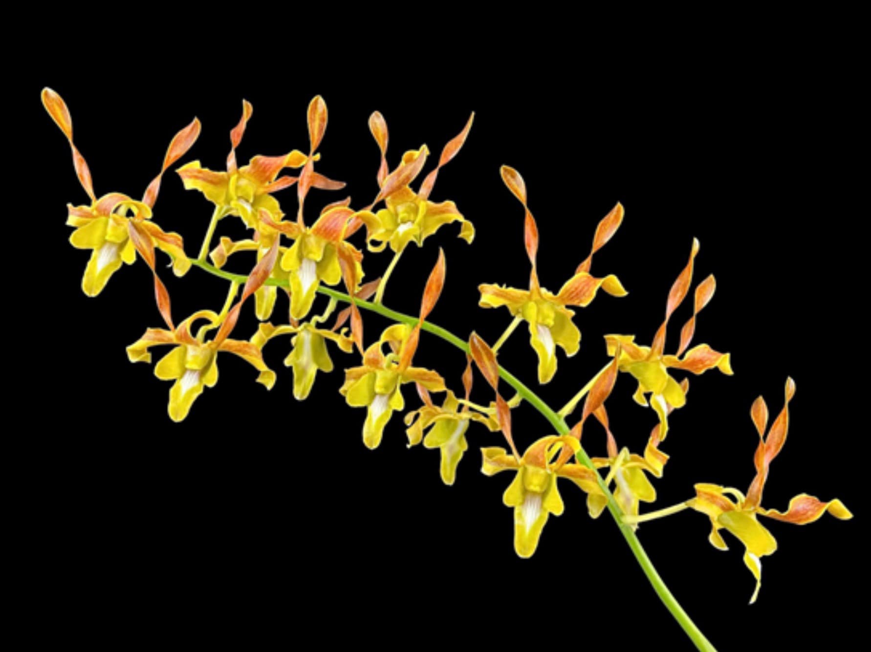 柔佛苏丹依布拉欣陛下前往新加坡展开3天正式访问,新加坡总理李显龙亲自接待