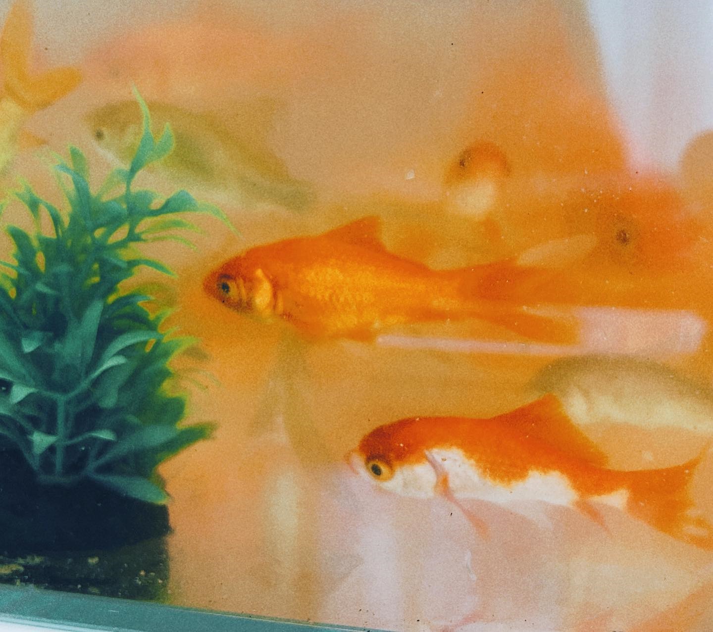 梁静茹《好声音》首秀压力大 听歌超投入成哭包