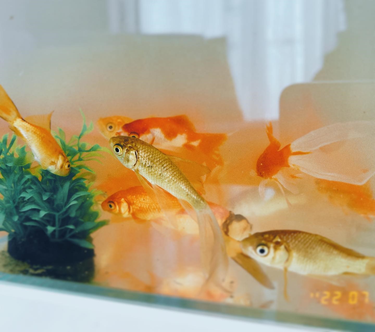 梁静茹《好声音》首秀压力大 听歌超投入成哭包