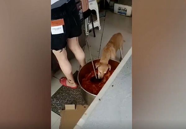 狗吃完给人吃 杭州再揭后厨黑暗面