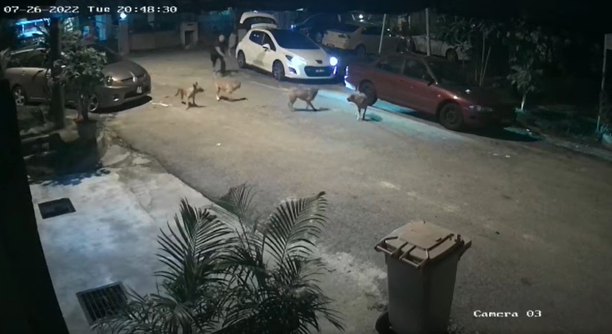 男子扔石头驱狗·动物协会谴责:“它们打扰你了吗?”