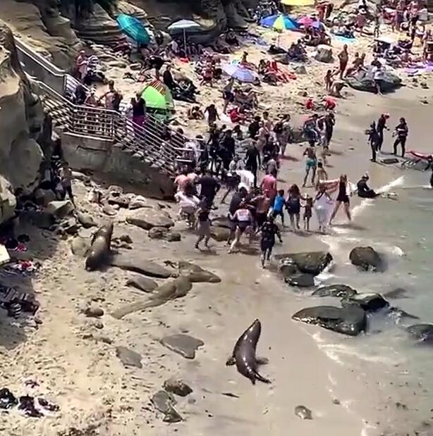 疑不爽被拍照打扰晒日光浴 暴走海狮沙滩上追着游客跑
