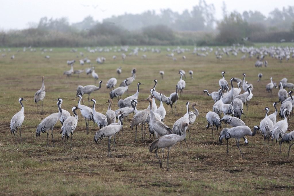 看世界/中国科学家团队揭示新型H5N1禽流感病毒源自欧洲传至亚洲