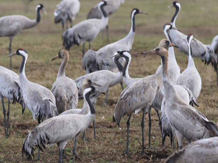 看世界/中国科学家团队揭示新型H5N1禽流感病毒源自欧洲传至亚洲