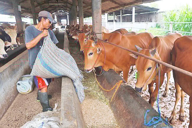 看世界/印尼多地暴发口蹄疫
