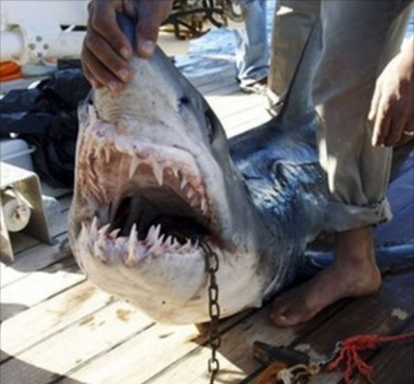 红海游泳遭鲨鱼咬断手脚　妇人挣扎游回岸边不治