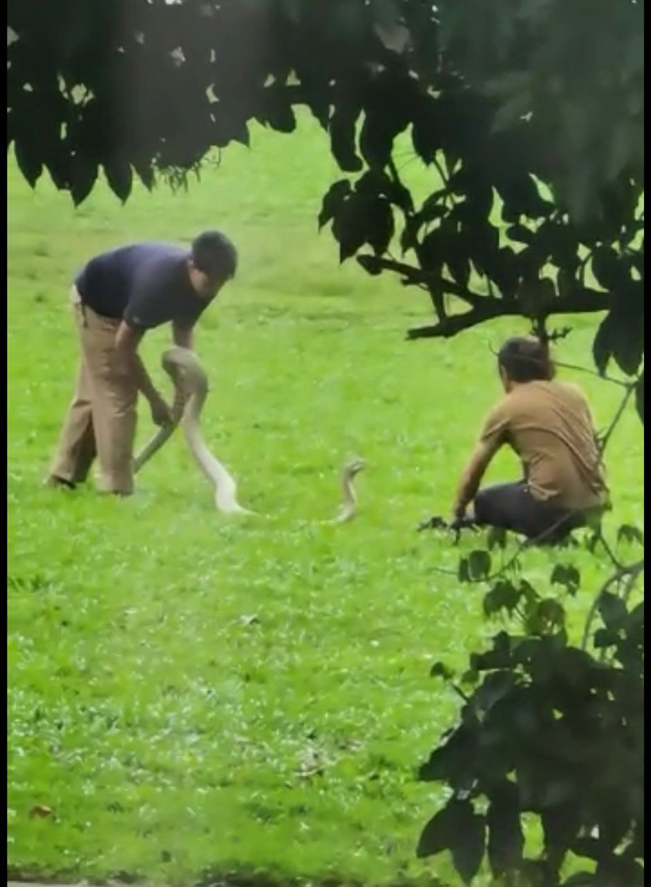 耍蛇人常草场耍蛇  桂林苑居民怕怕