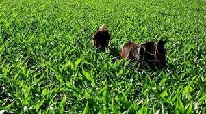 英媒：化肥短缺引发非洲粮食危机