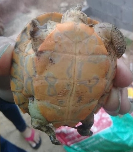 赌徒求财方式无奇不有 乌壳撒粉末找“神字”?