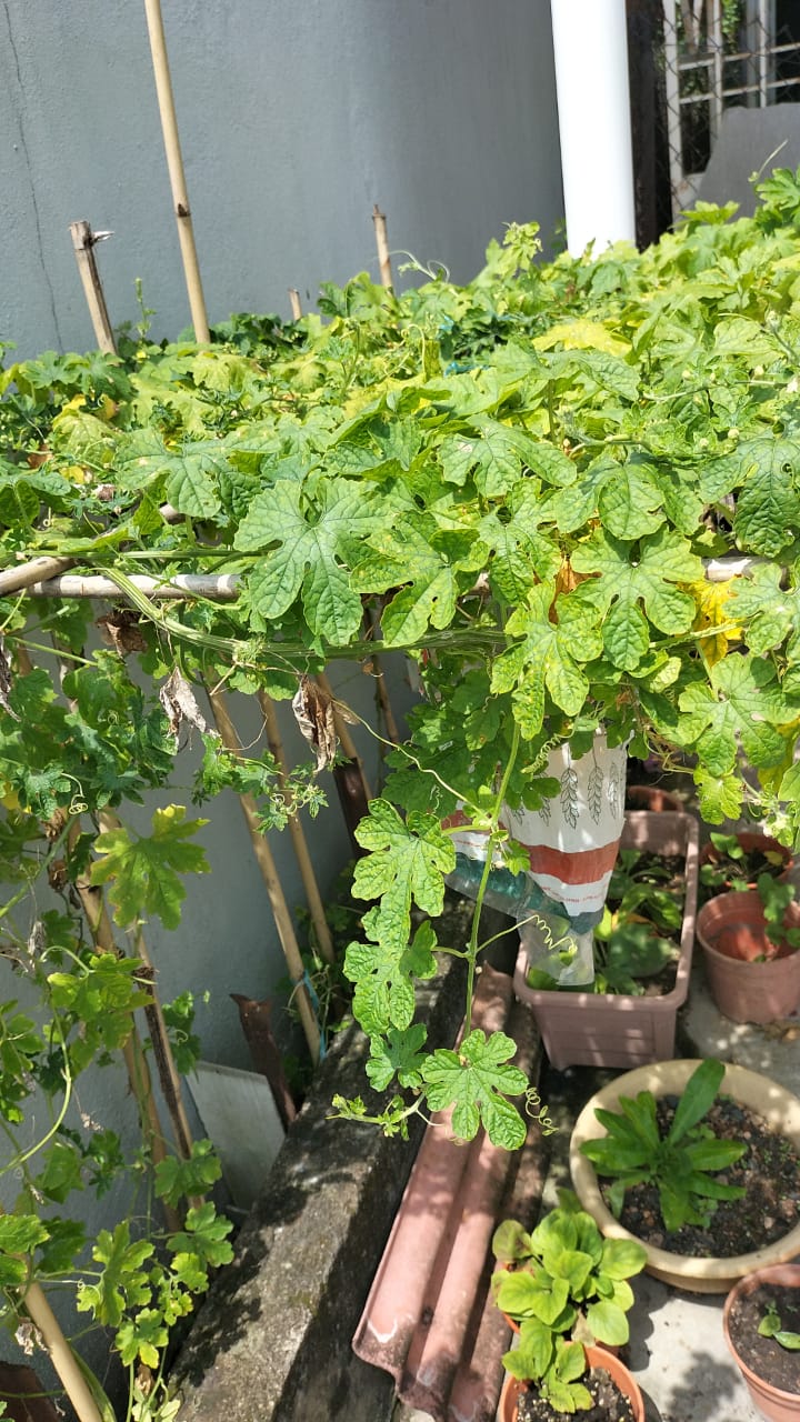 霹：第二版头／百物涨 全职主妇分享省伙食费妙招