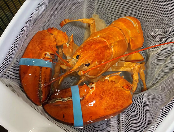 餐厅接获极罕橙色龙虾 变异机率仅3000万分一