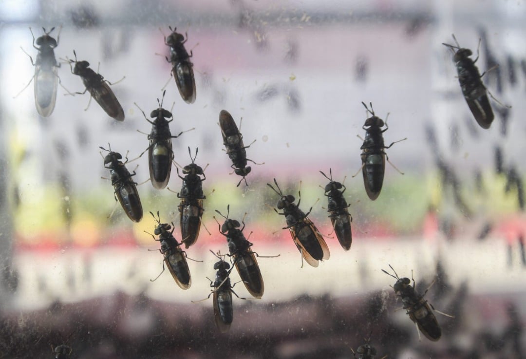 黑水虻或替代进口动物饲料 研究员：有高蛋白