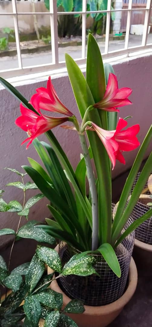 (31/7)有故事的人/接触佛法 为亡者助念-陈美慧