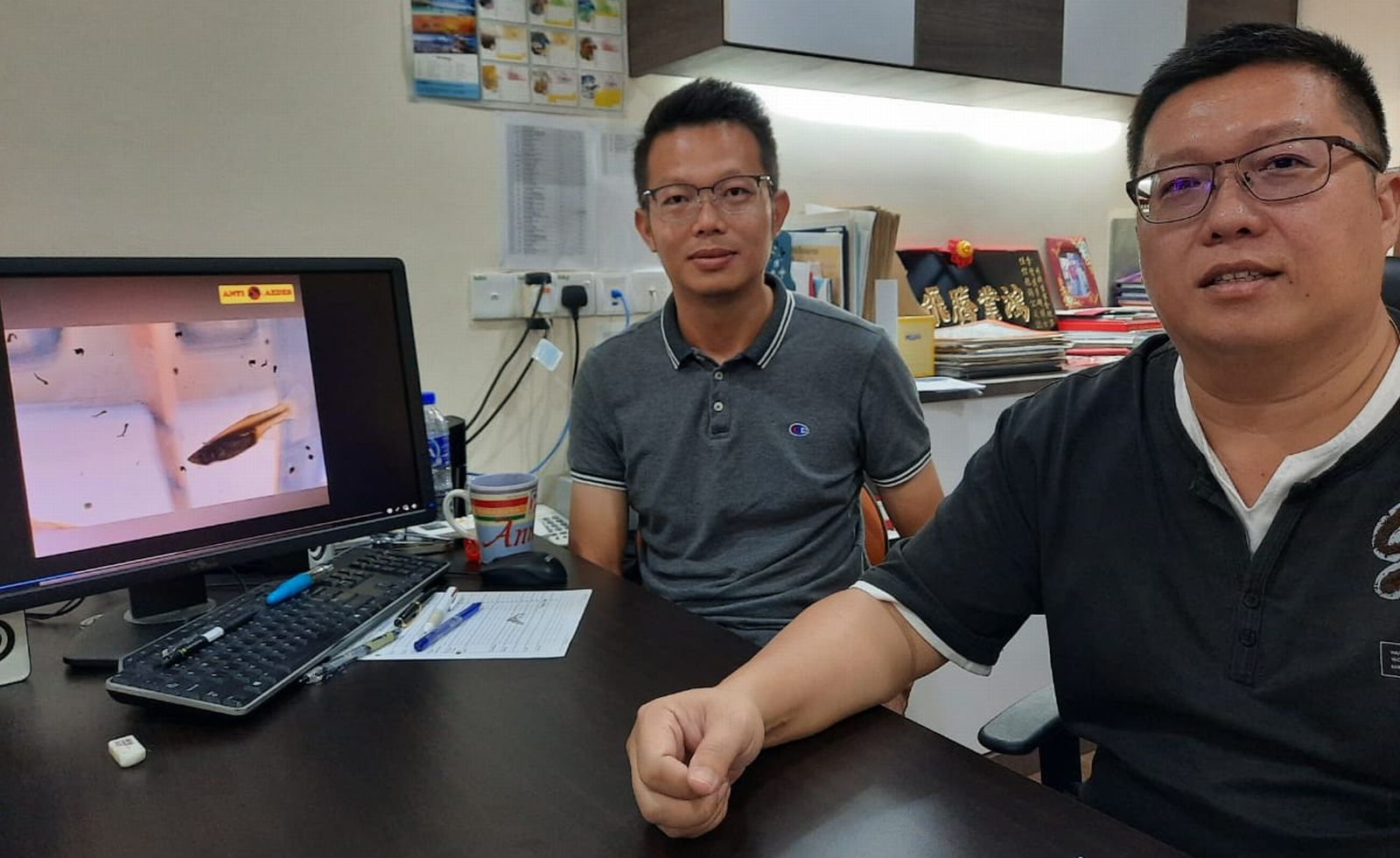 (古城封底主文)沟渠释放孔雀鱼,减少孑孓生长