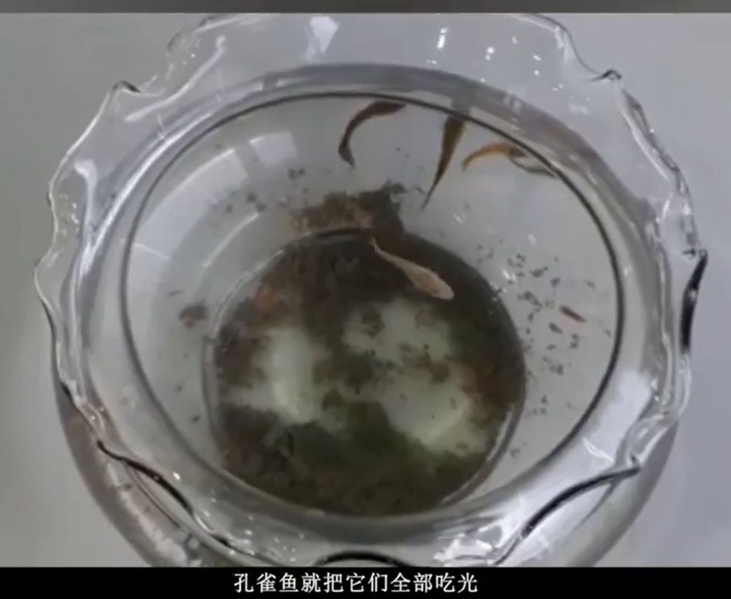 （古城封底主文）沟渠释放孔雀鱼，减少孑孓生长