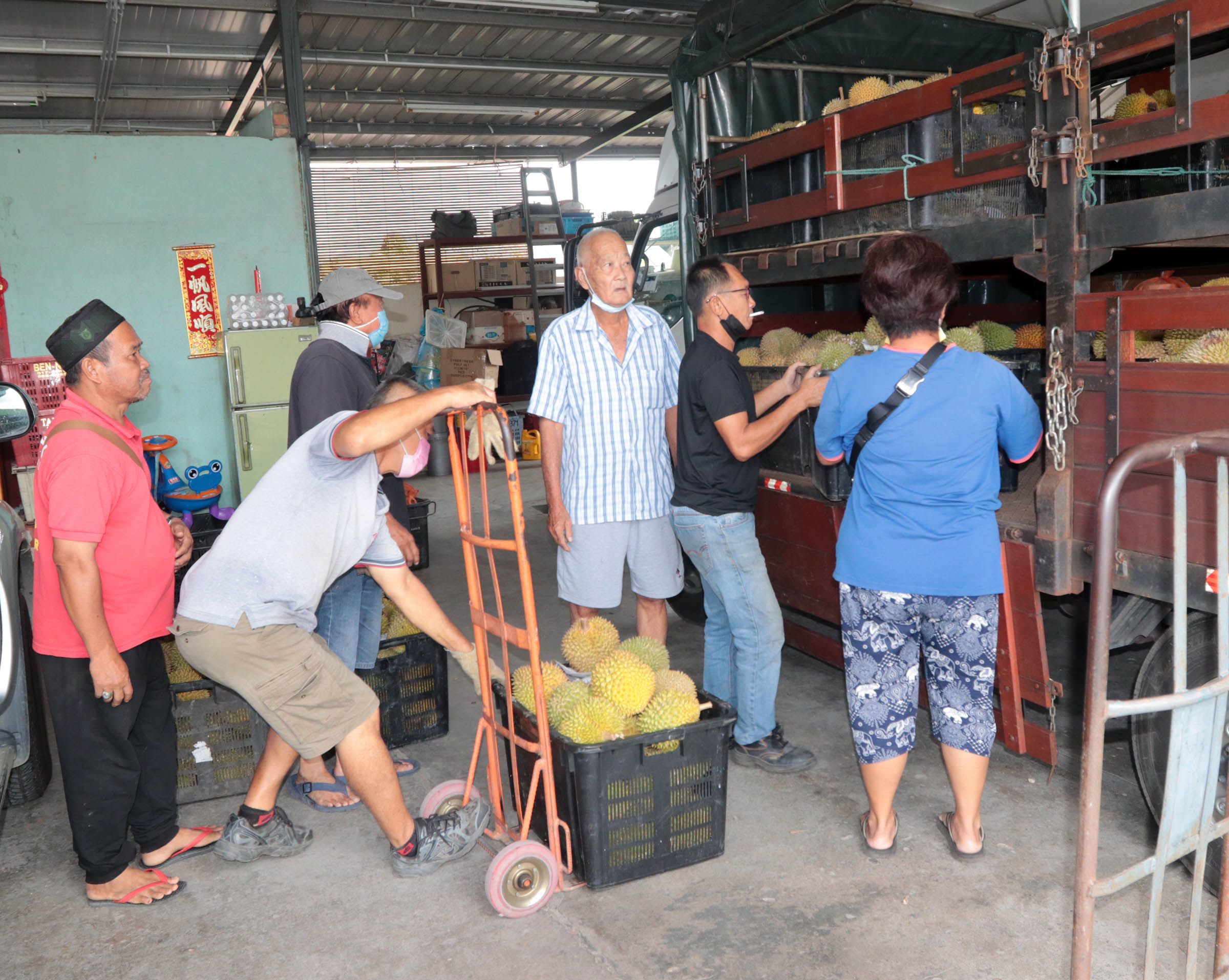 ns芙蓉/气候影响,榴梿季节缩短料两周内结束