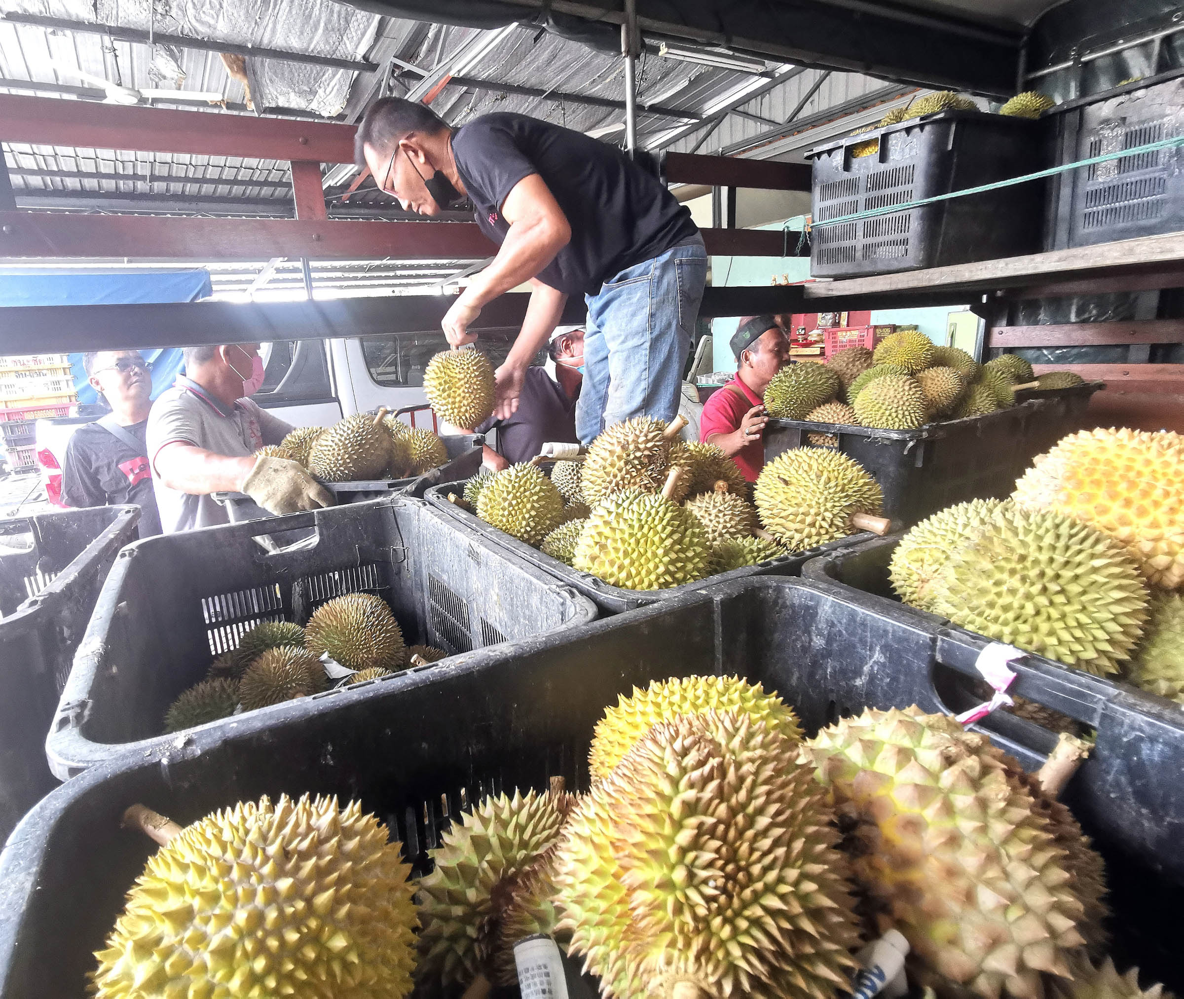 ns芙蓉/气候影响,榴梿季节缩短料两周内结束