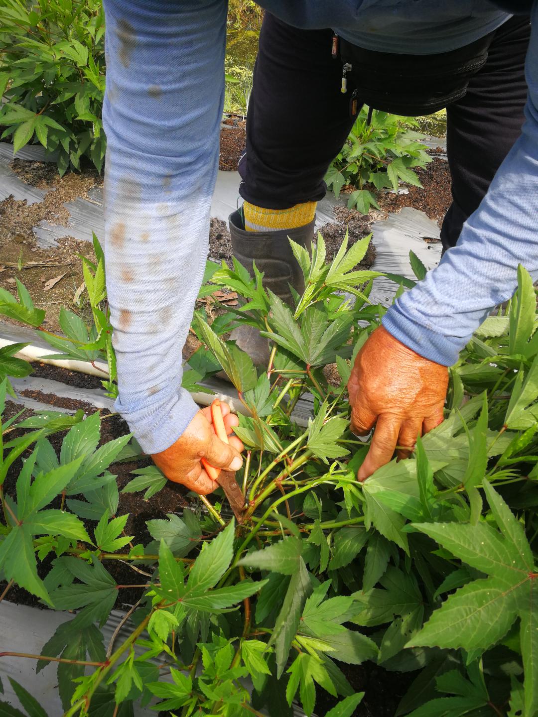 pk★7月18日刊登/【农的传人】大霹雳封底主文//种酸菜