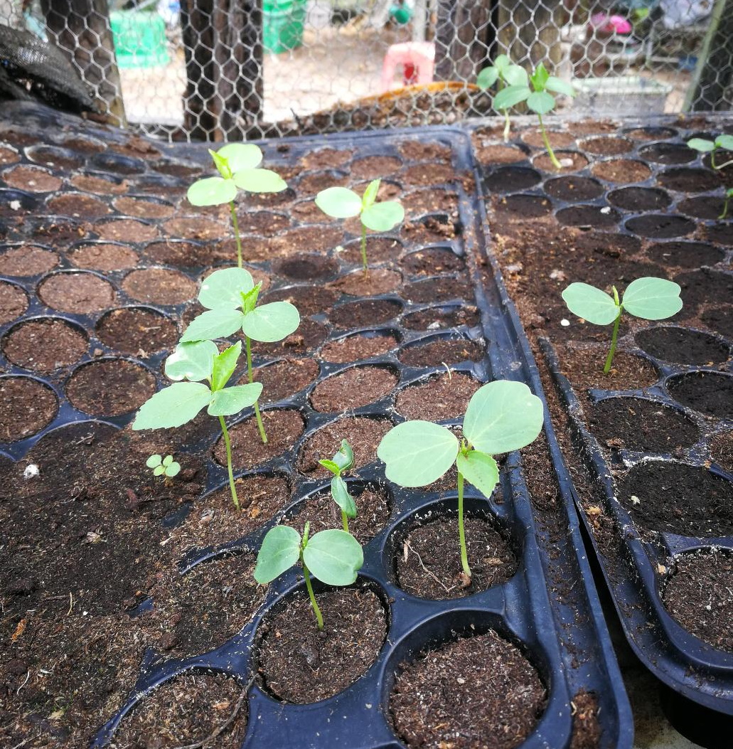 pk★7月18日刊登/【农的传人】大霹雳封底主文//种酸菜