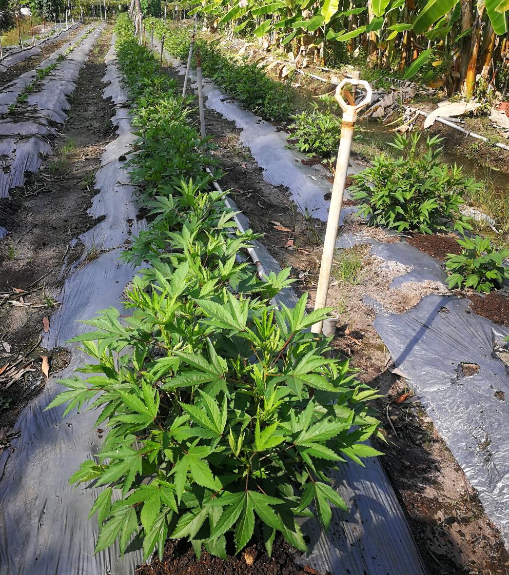 pk★7月18日刊登/【农的传人】大霹雳封底主文//种酸菜