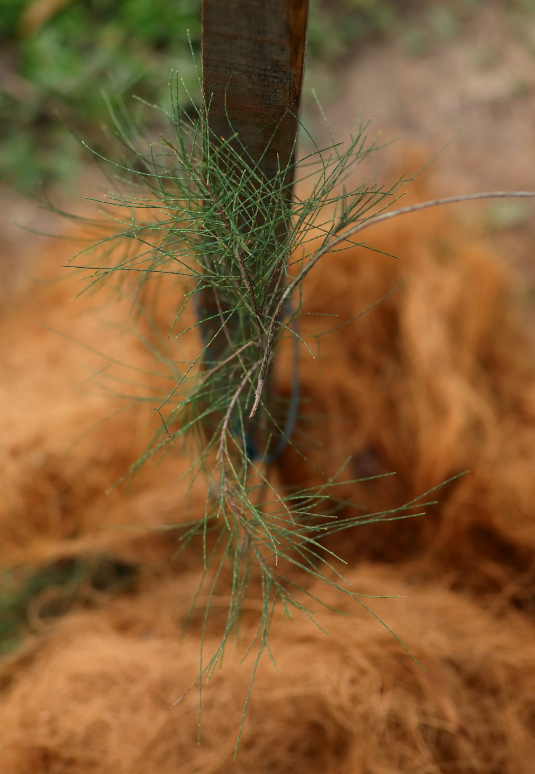 东:市政厅在哥罗乐公园种树200棵。