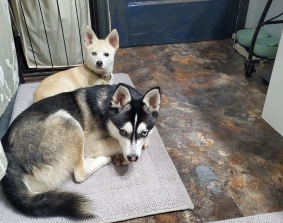 中奖彩券被咬烂!主人寄“凶手照”给彩券公司...结局超惊喜