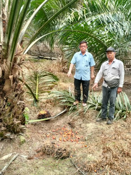 供FB/油棕园每两周就被盗采,园主被偷到怕
