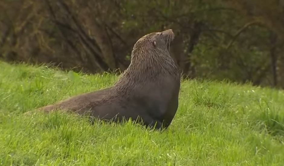 内陆牧场草地上闲逛　大海豹被安乐死