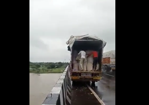 印度农民将成袋大蒜扔进河 抱怨收购价太低