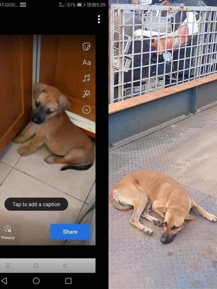 吃狗肉豆花佬报警称狗还活著!“不信我带你去见狗主”