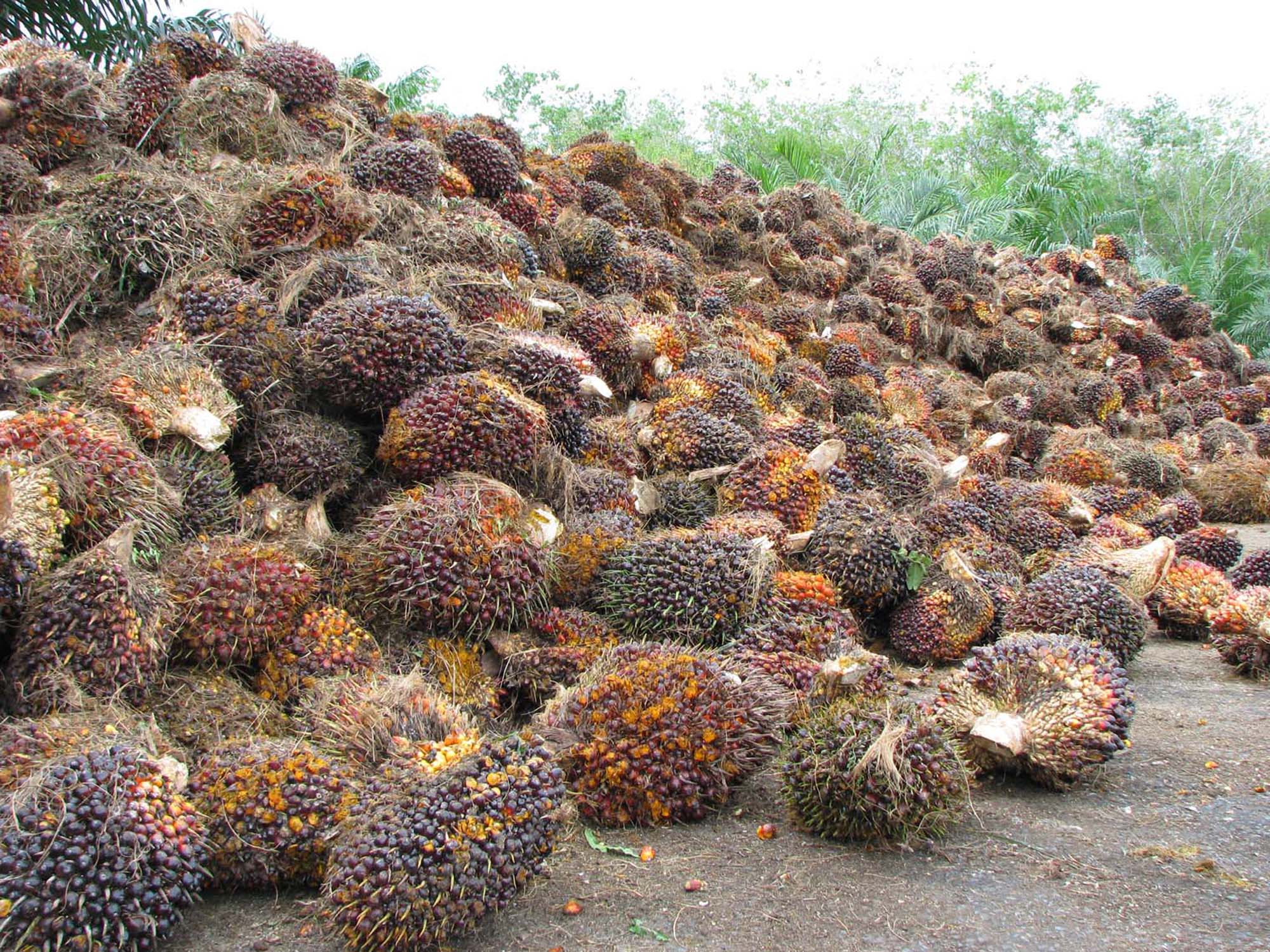 大霹雳时事焦点/收果商:理解小园主的不满 小园主申诉棕果被压价