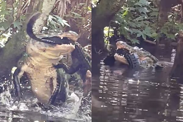 她滑SUP撞见巨鳄撕咬同伴！20秒活吞影片曝光